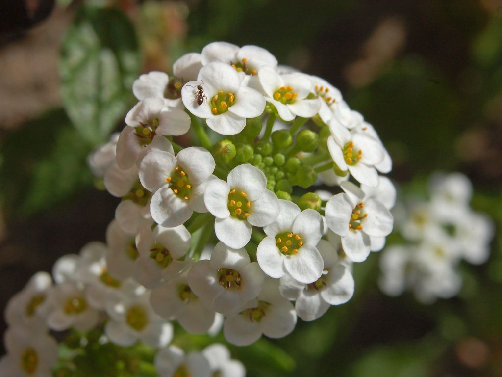 Dei piccoli fiori su un muro cittadino - Lobularia maritima